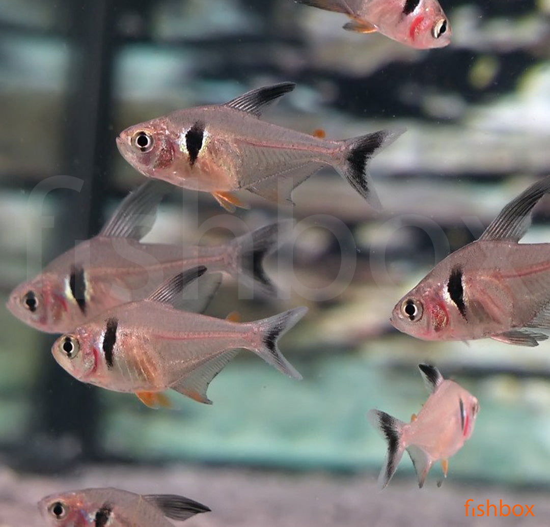 Hyphessobrycon megalopterus - fishbox