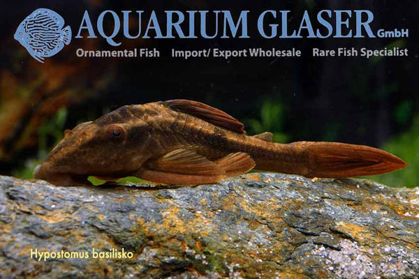 Hypostomus basilisko / Violet Red Bruno - fishbox