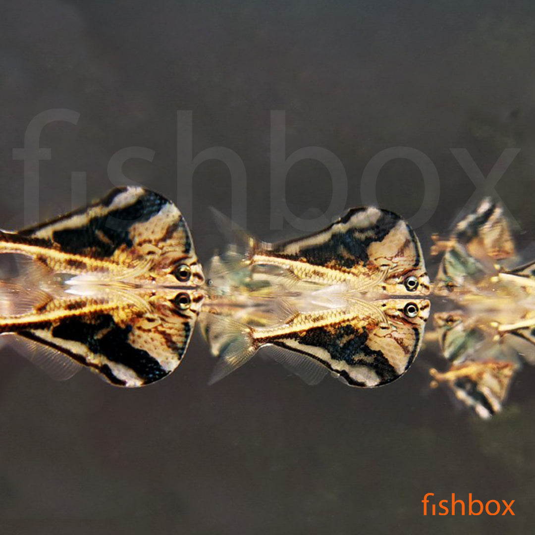 Carnegiella strigata - marmorna golšarica / Marbled Hatchetfish - fishbox