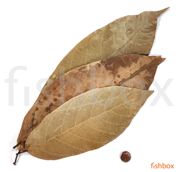 Listi kakavovca - fishbox