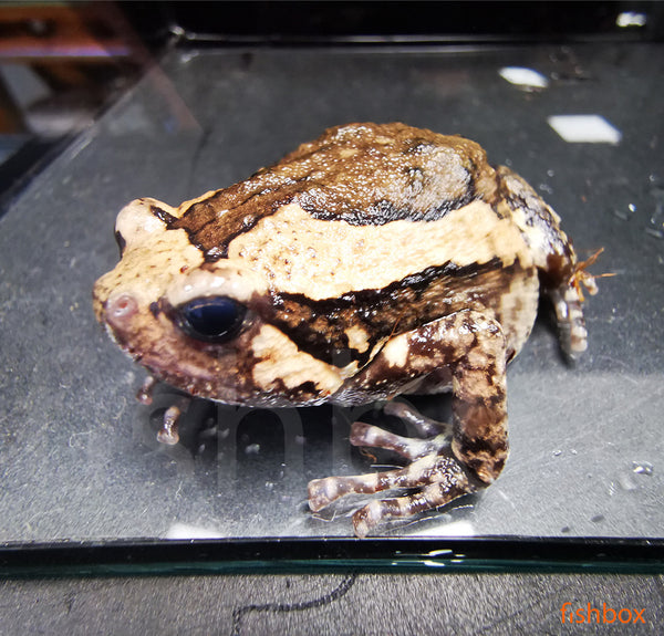 Kaloula pulchra / banded bullfrog - fishbox