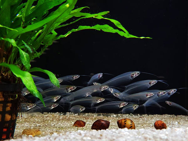 Kryptopterus vitreolus / Glass Catfish - fishbox