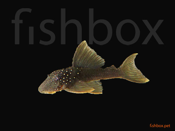 L200 Hemiancistrus subviridis - fishbox