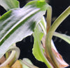Lagenandra thwaitesii - fishbox