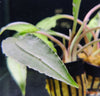 Lagenandra thwaitesii - fishbox