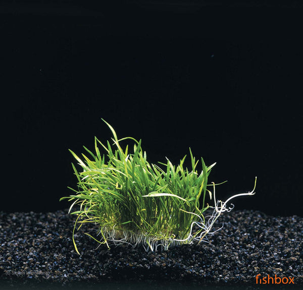 Lilaeopsis Novaezelandiae - fishbox