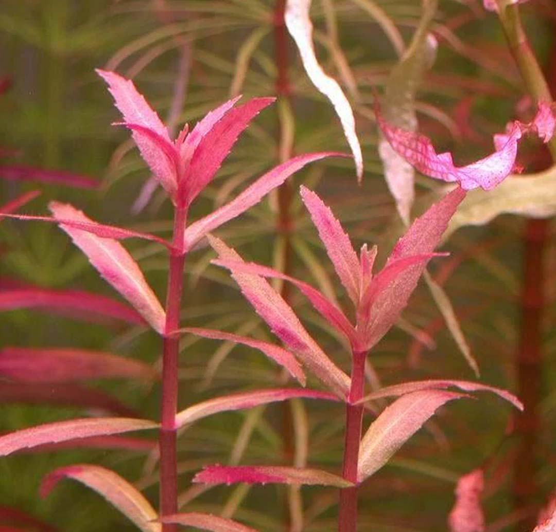 Limnophila aromatica 'Red'