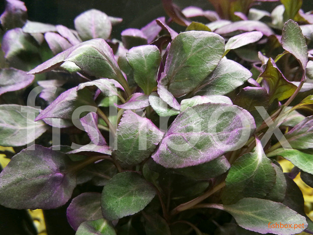 Lobelia cardinalis - fishbox