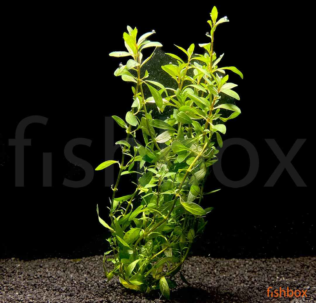 Ludwigia arcuata - fishbox