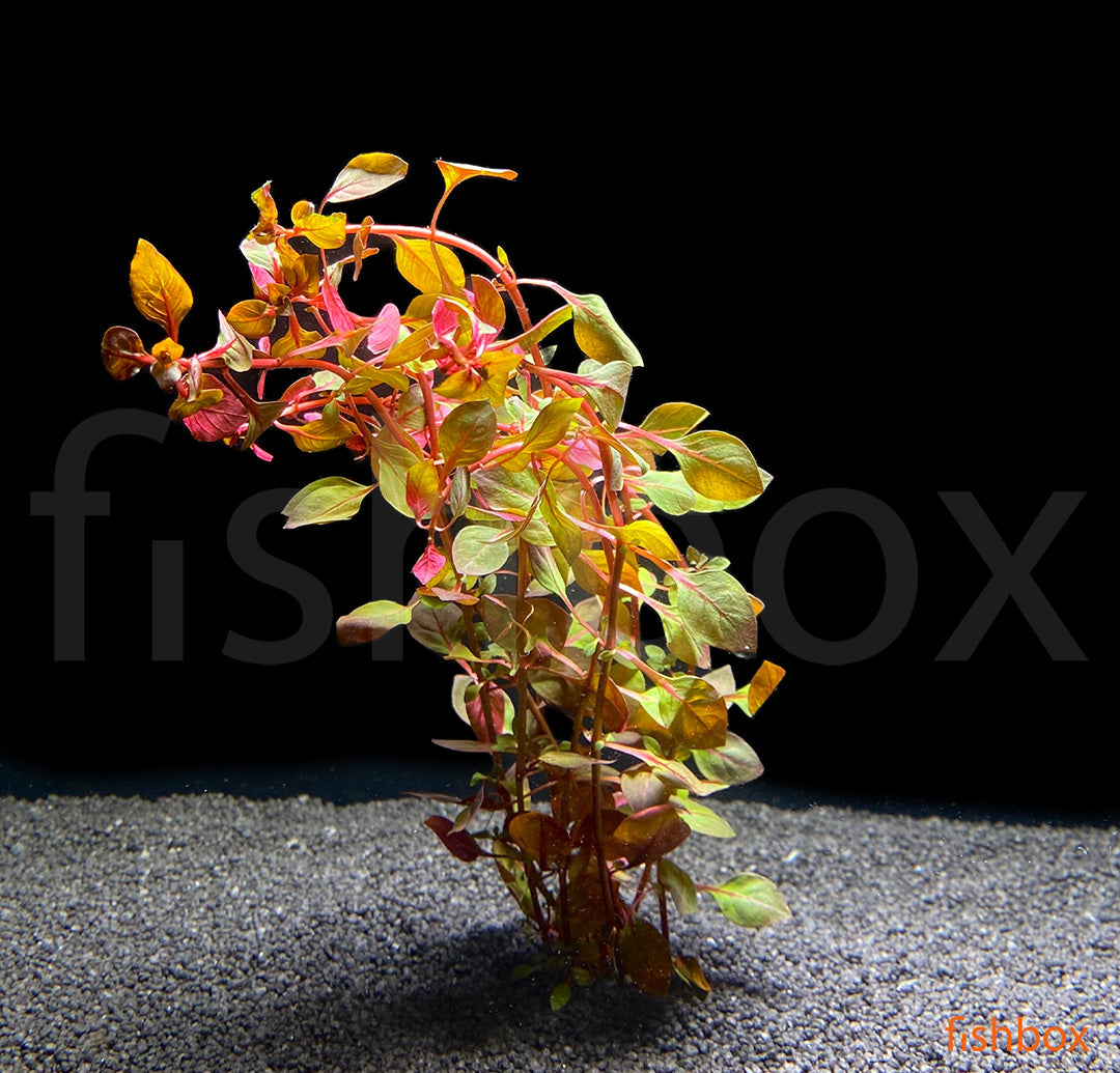 Ludwigia palustris 'Super Red' - fishbox