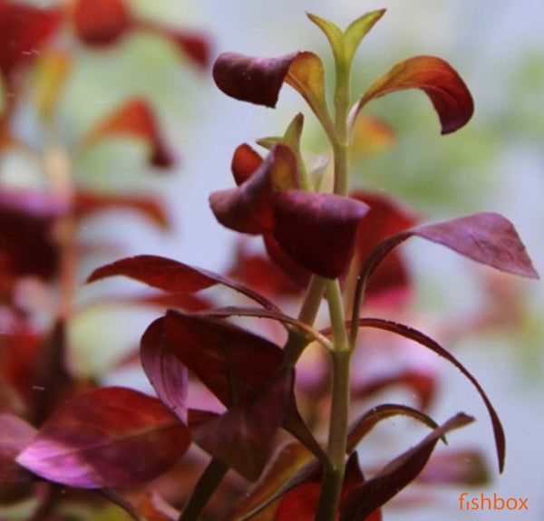 Ludwigia repens 'Dark Orange' ('Atlantis')