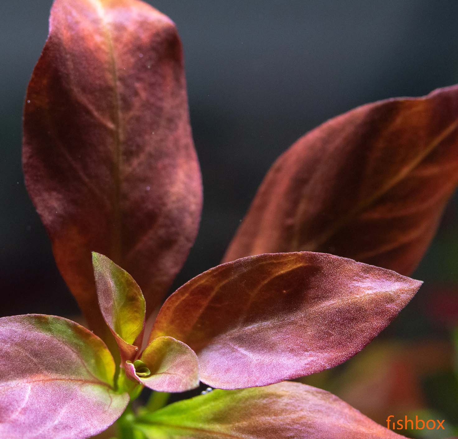 Ludwigia repens 'Dark Orange' ('Atlantis')