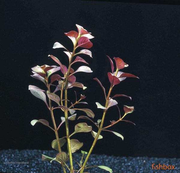 Ludwigia repens - fishbox