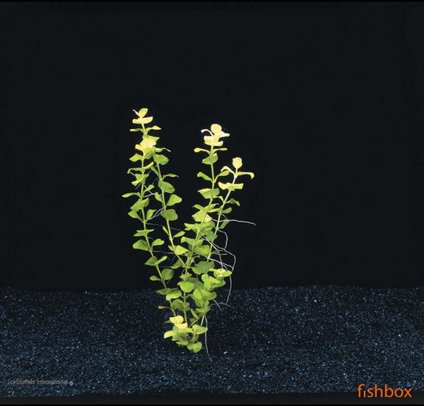 Lysimachia Nummularia Aurea - fishbox