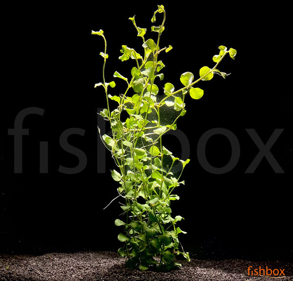 Lysimachia nummularia - fishbox