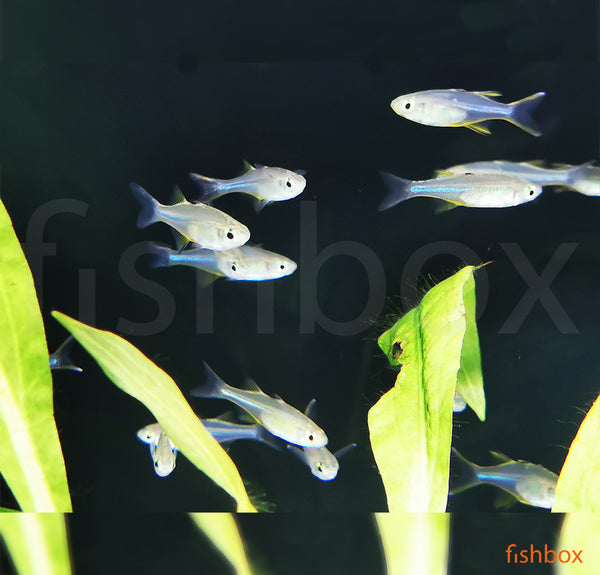Marosatherina ladigesi - fishbox