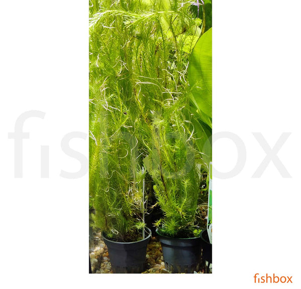 Mayaca fluviatilis - fishbox