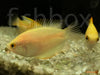 Trichogaster chuna – medeni nitkar / Honey Gourami GOLD - fishbox