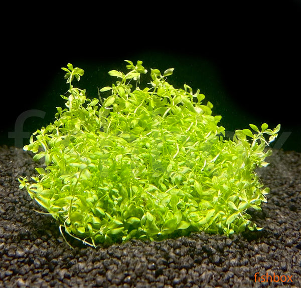 Micranthemum glomeratum - fishbox