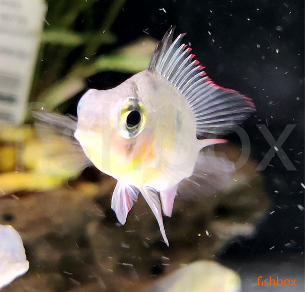 Mikrogeophagus altispinosus - Bolivijski pavlinček / Bolivian Ram - fishbox