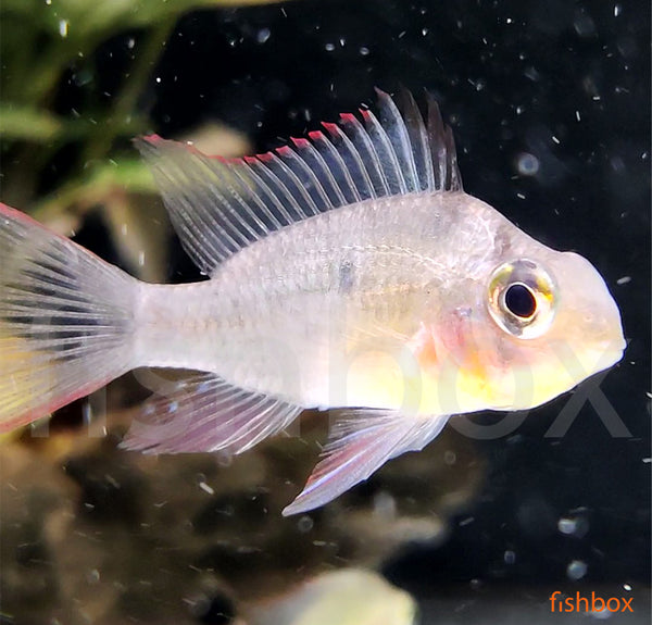 Mikrogeophagus altispinosus - Bolivijski pavlinček / Bolivian Ram - fishbox