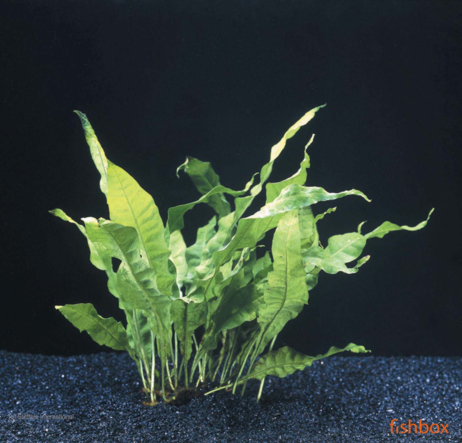 Microsorium pteropus - fishbox