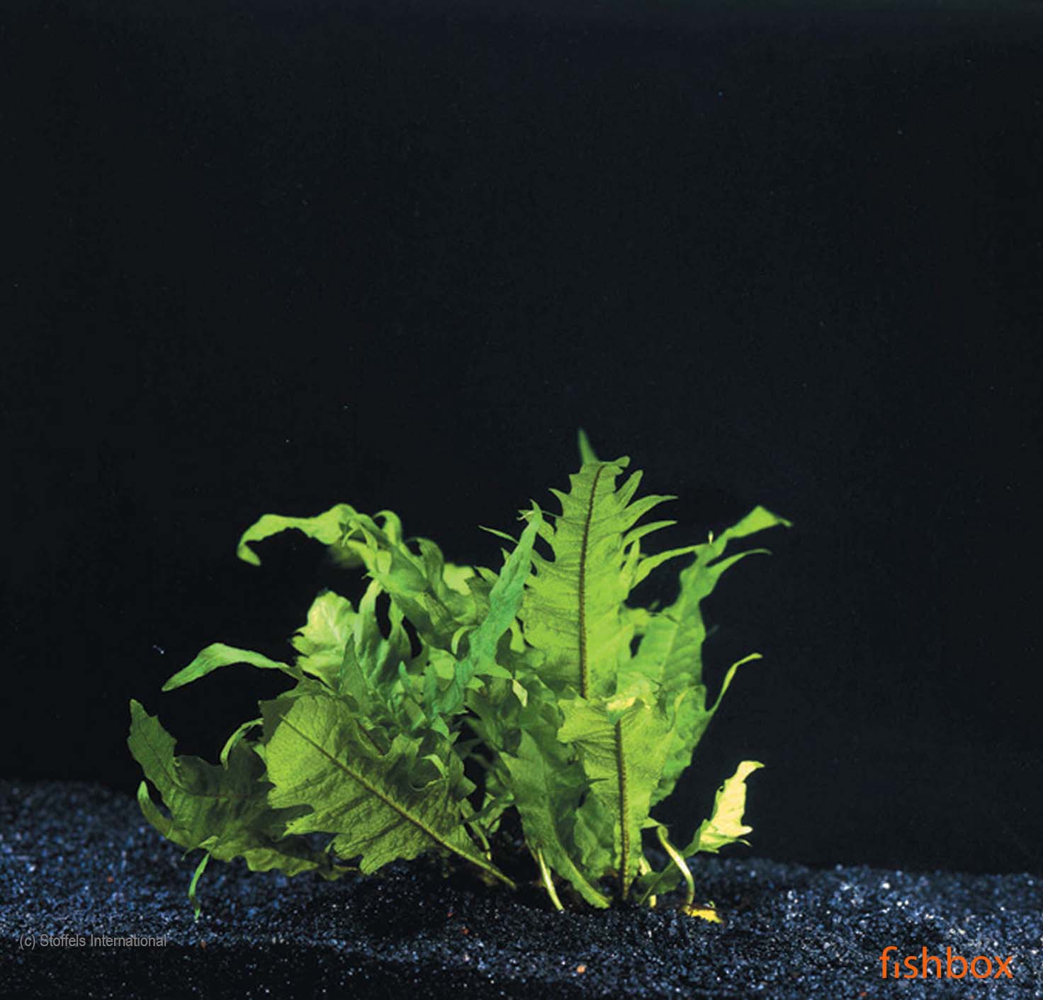 Microsorium pteropus 'Windelov' - fishbox