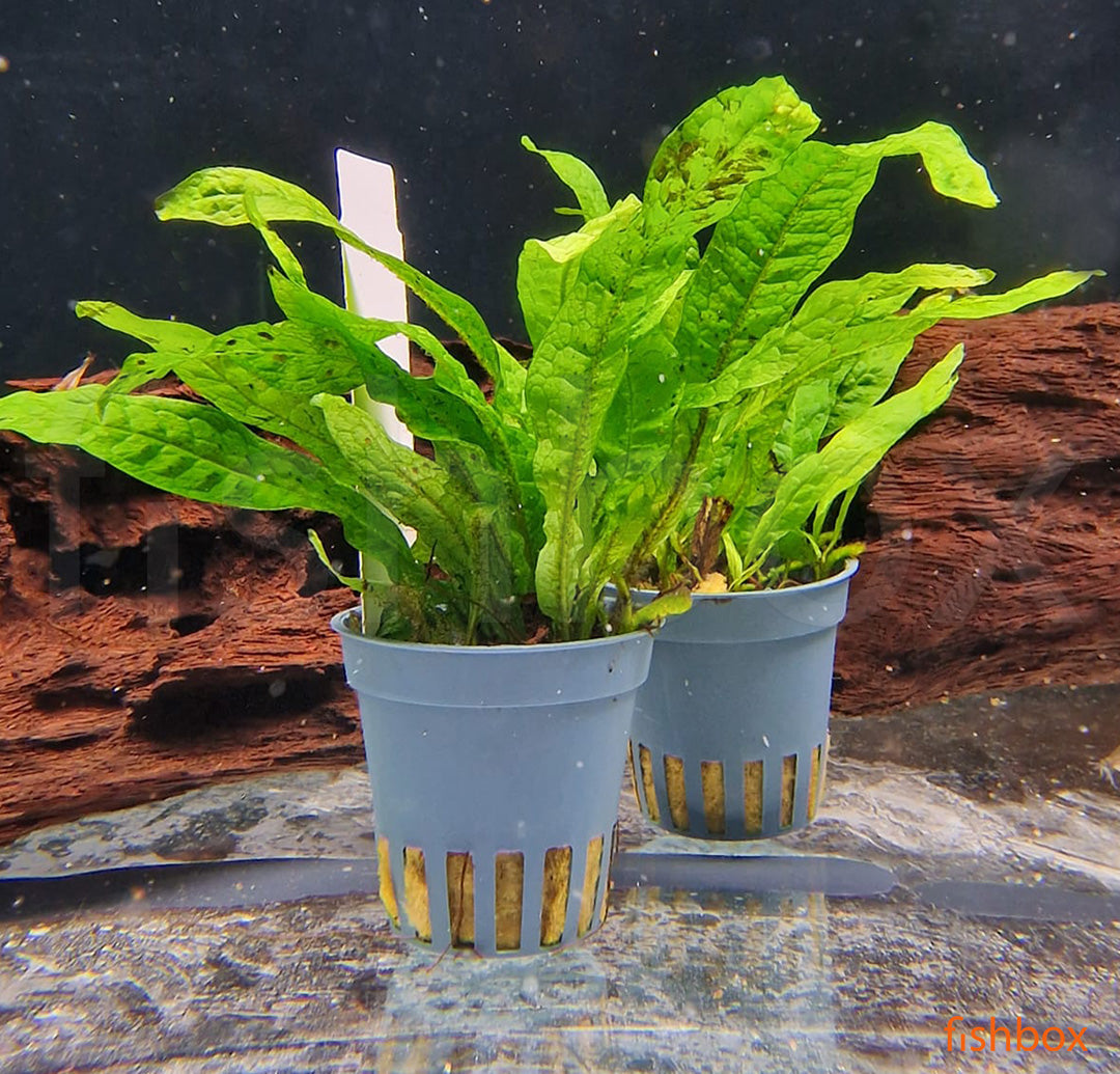 Microsorum pteropus 'Green Gnome' - fishbox