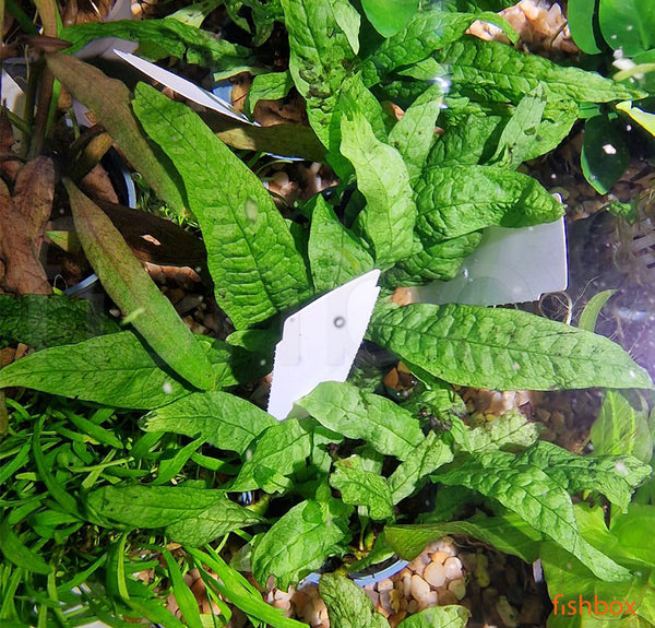 Microsorum pteropus 'Green Gnome' - fishbox