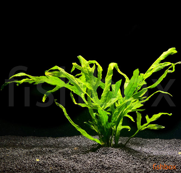 Microsorum pteropus ´Trident´ - fishbox