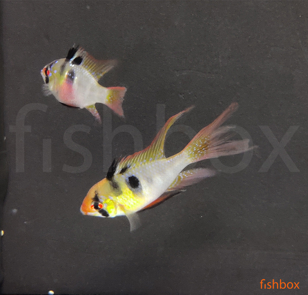 Mikrogeophagus ramirezi - vodni pavlinček / Ram LONG FIN - fishbox