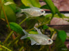 Moenkhausia pittieri - briljantna tetra / Diamond Tetra - fishbox