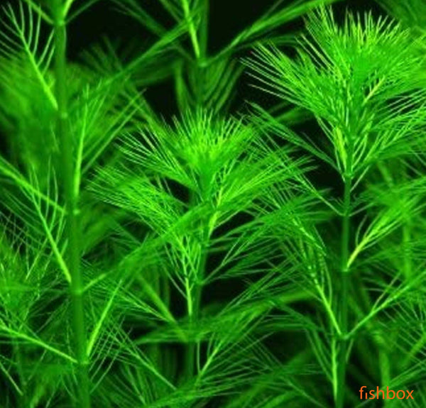 Myriophyllum Propinquum