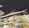 Nannostomus unifasciatus - fishbox