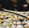 Nannostomus unifasciatus - fishbox