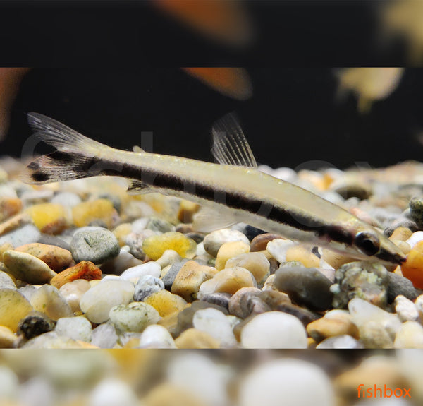 Nannostomus unifasciatus - fishbox