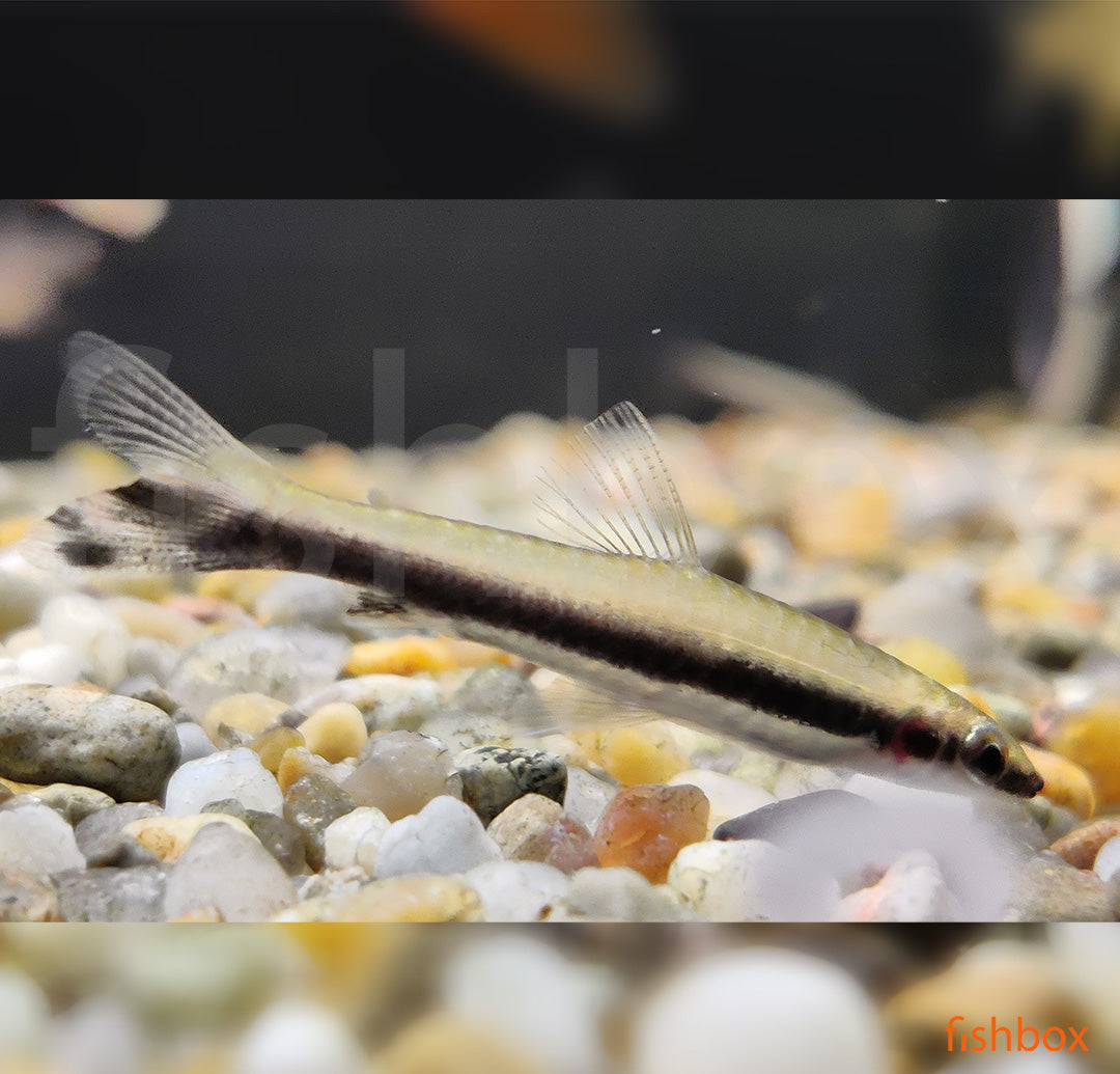 Nannostomus unifasciatus - fishbox