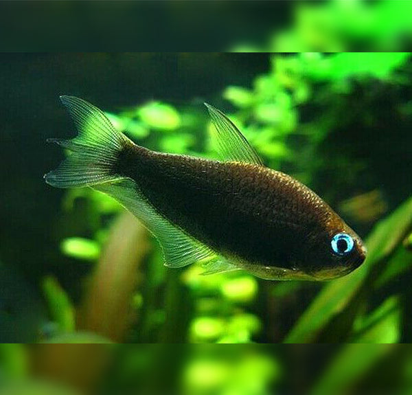 Nematobrycon palmeri var. Black - črna cesarska tetra / Black Emperor Tetra