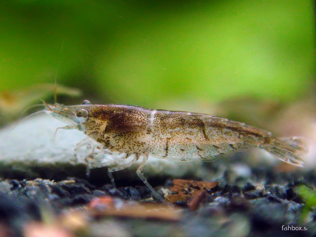 Neocaridina davidi - fishbox