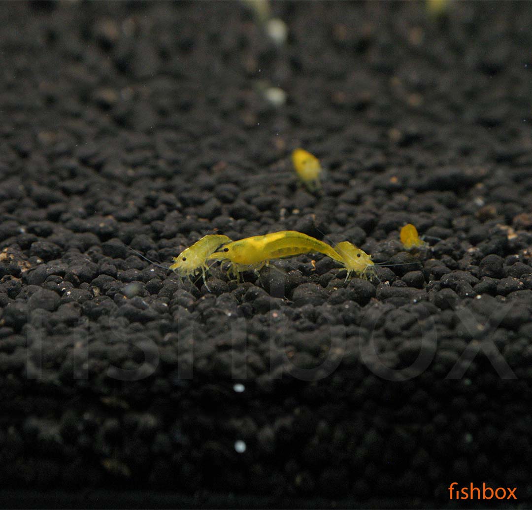 Neocaridina davidi – sladkovodna kozica / Cherry Shrimp - Yellow Fire - fishbox