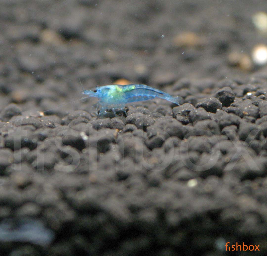 Neocaridina davidi – sladkovodna kozica (Blue Jelly) - fishbox