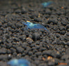 Neocaridina davidi – sladkovodna kozica (Blue Jelly) - fishbox