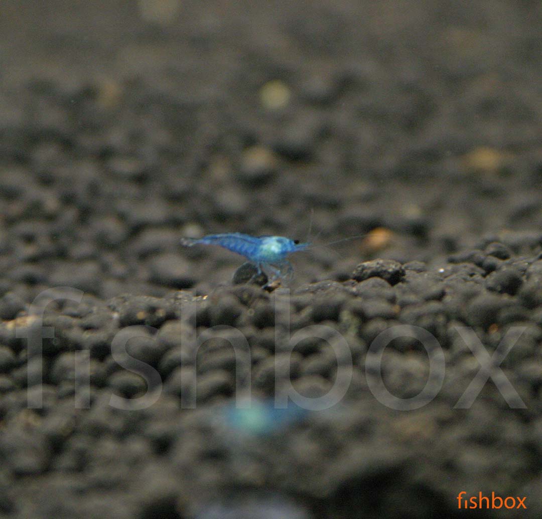 Neocaridina davidi – sladkovodna kozica (Blue Jelly) - fishbox