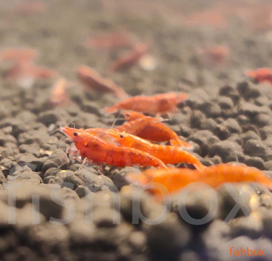 Neocaridina davidi – sladkovodna kozica / Cherry Shrimp - Sakura Fire - fishbox