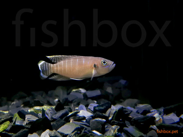 Neolamprologus brevis - fishbox