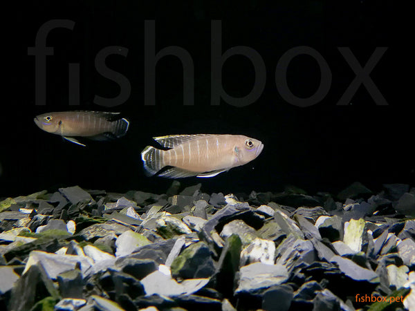 Neolamprologus brevis - fishbox