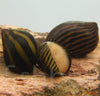 Neritina natalensis - fishbox
