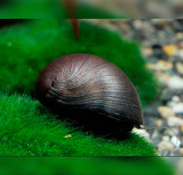 Neritina pulligera / dusky nerite