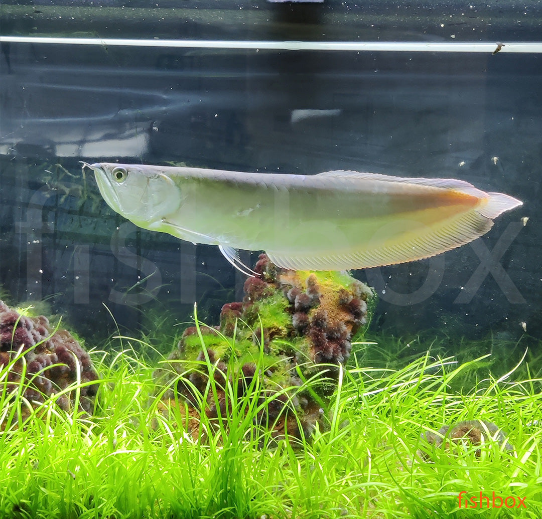 Osteoglossum bicirrhosum / Silver Arowana - fishbox