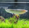 Osteoglossum bicirrhosum / Silver Arowana - fishbox